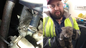 Kitten caught in bus engine rescued thanks to quick-thinking mechanics