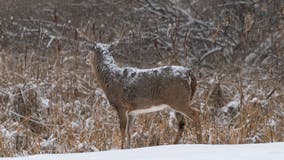 Chronic wasting disease suspected in wild Bemidji deer