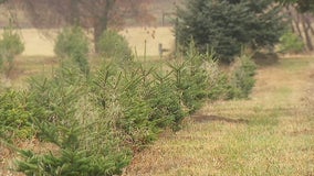 Drought conditions could impact Minnesota Christmas trees for years to come