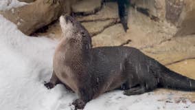 Minnesota Zoo animals are ecstatic it's snowing!