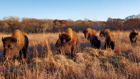 Bison reintroduced to Dakota County park