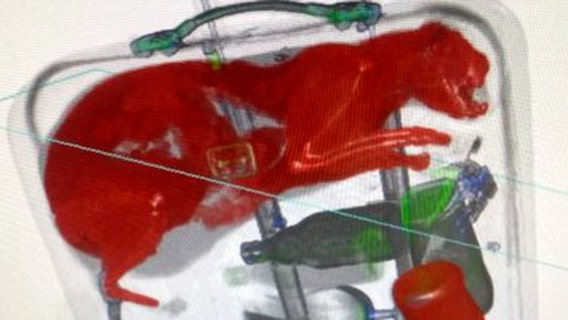 Live cat found inside checked bag at JFK Airport