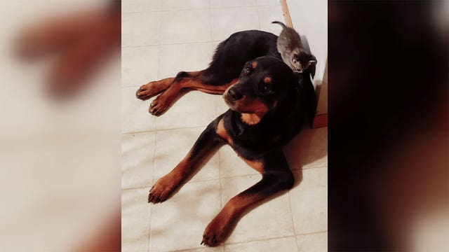 Minnesota family's dog had to be put down after they say she was kicked, punched during Amazon delivery