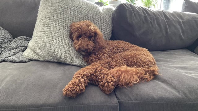Dog missing from Minneapolis may be injured, needs heart medication