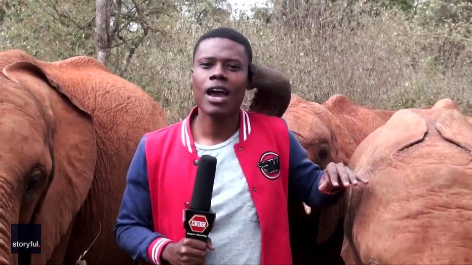 Hilarious video proves reporter's point about why elephants need our  protection