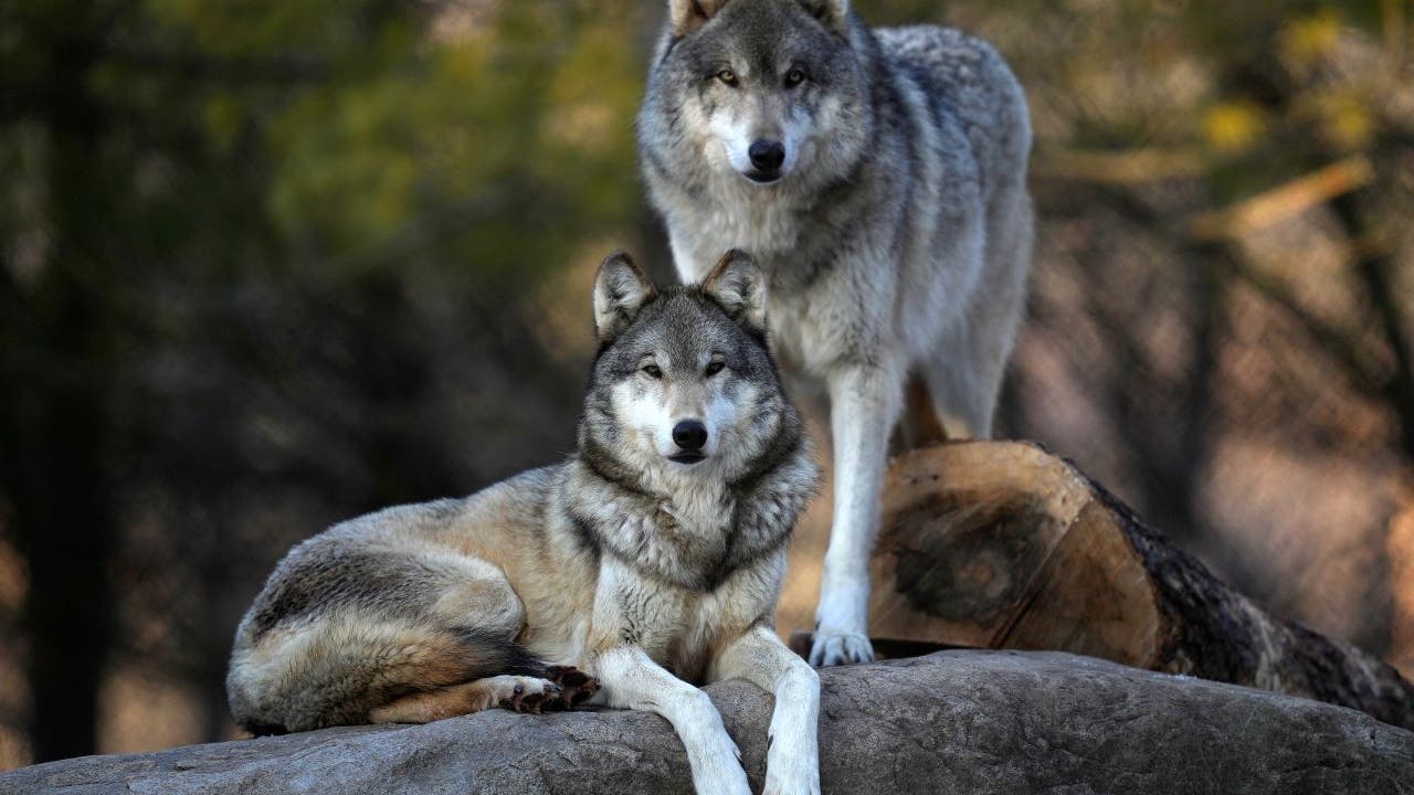 Minnesota DNR updates wolf management plan, 10-year goals