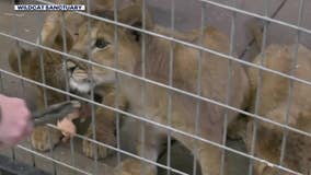 4 lion cubs saved from Ukraine war arrive at Minnesota sanctuary