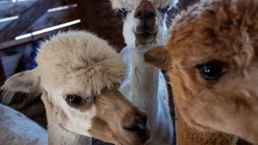 What to do in Minnesota: 5 things to do this weekend (Dec. 16-18)