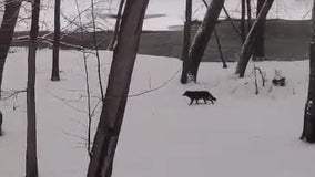 VIDEO: Deer chased by large canine in Minnesota