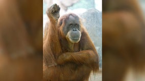 Beloved Como Zoo orangutan named Amanda has died