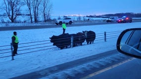 Cattle on I-35 in Minnesota after rollover crash