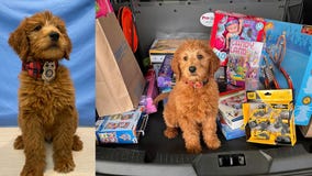 Rhode Island police department debuts new puppy recruit spreading Christmas cheer