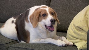 Special needs dog is short on spine, big on love