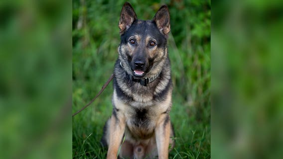 Overwhelming show of support for family of K-9 officer killed in house fire