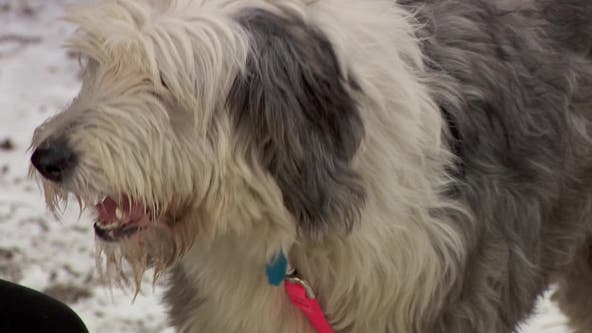 22 dogs rescued from Minnesota breeder