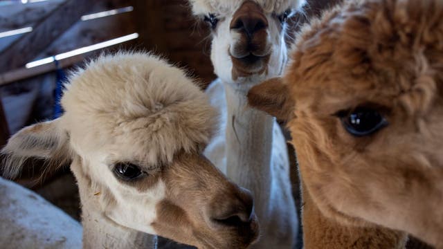 What to do in Minnesota: 5 things to do this weekend (Dec. 16-18)