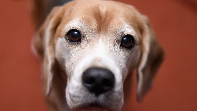 Minneapolis waives pet adoption fees in hopes of clearing out shelters for the holidays
