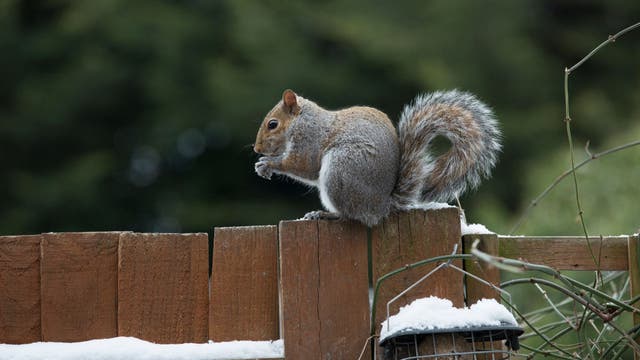 Squirrel shooter arrested after bullet breaks child’s window