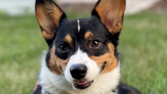 Here are the most popular pet names in Minneapolis in 2022