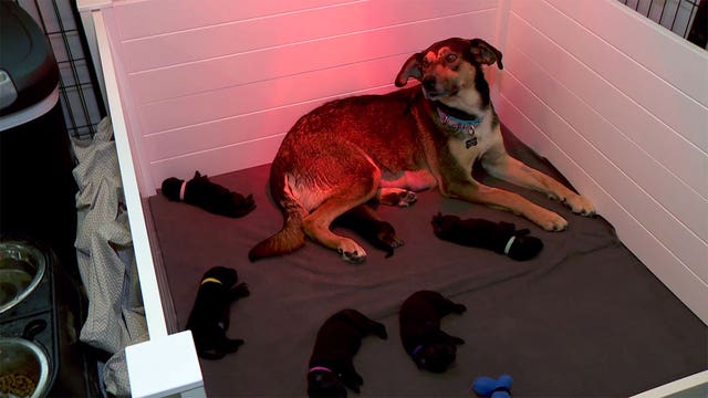 Luna the dog adopts a litter of five puppies