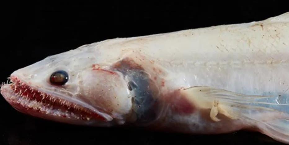 The real Deepstar 4000 fish, the yokozuna slickhead
