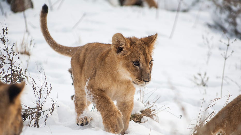 Taras, a four-month-old orphan lion cub who was rescued from Ukraine, plays in the snow at The Wildcat Sanctuary in Sandstone, Minnesota. (Photo provided by The Wildcat Sanctuary)