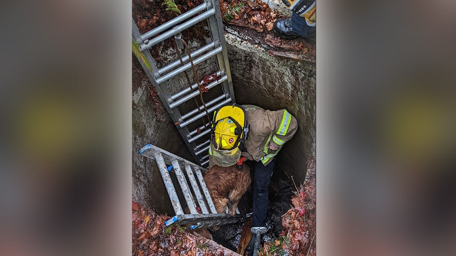 Oregon Firefighters Rescue Dog That Fell Into Well | FOX 9 Minneapolis ...