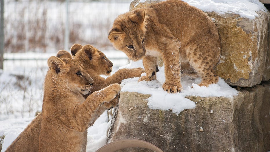 Three lions clubs who were recently rescued from Ukraine, Taras, Lesya, and Stefania, explore their new home at the Wildcat Sanctuary in Sandstone, Minnesota. (Photo provided by The Wildcat Sanctuary)