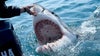 Great white shark decapitates Mexican diver: report