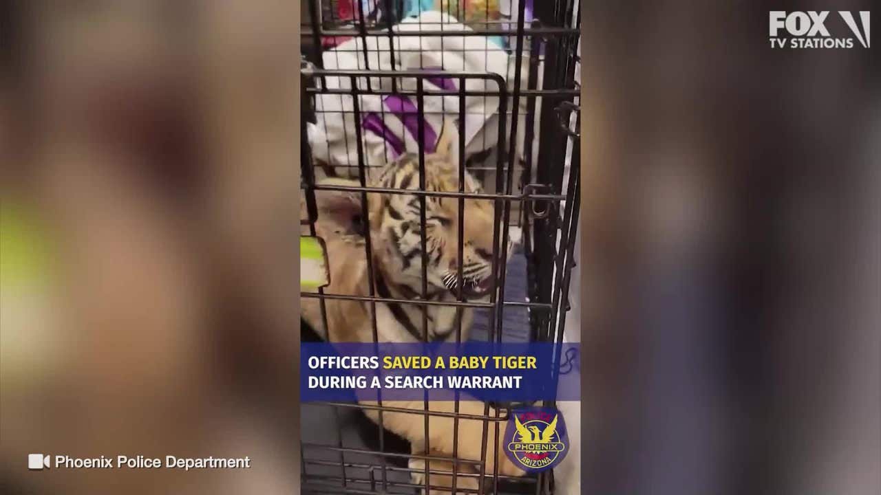 Man tried to sell tiger cub on social media, Phoenix Police say - Vimarsana News
