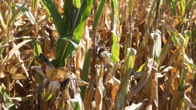 2 Minnesota men accused of falsely selling crops as organic
