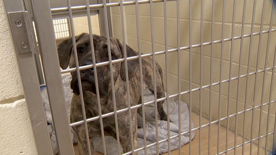 Minneapolis puts out call for pet adoptions as shelter is 'bursting at the seams'