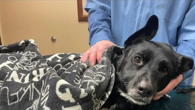 Dog found with gunshot wound in Douglas County, sheriff looking for owner
