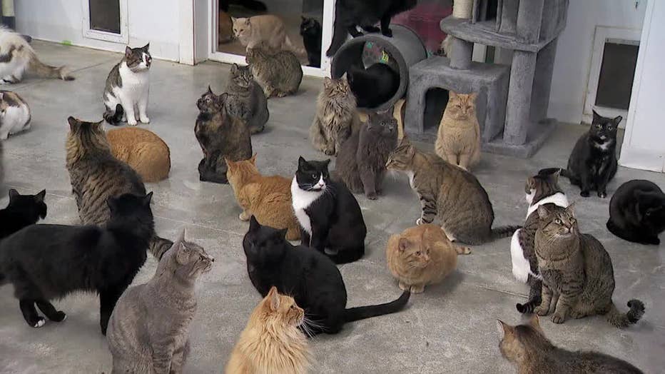 Furball Farm Pet Sanctuary in Faribualt, Minnesota, takes in cats deemed unadoptable.