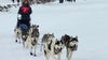 Klondike Dog Derby begins, young leader shows the future of dog sled racing