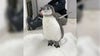 Minnesota Zoo adds baby penguin to its flock