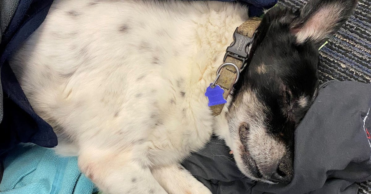 Deputy finds elderly dog nearly frozen to death, returns pet to owner ...