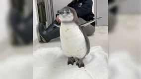 Minnesota Zoo adds baby penguin to its flock