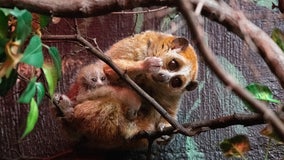 Lake Superior Zoo welcomes endangered pygmy slow loris twins