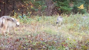 Minnesota wildlife on camera from the Voyageurs Wolf Project
