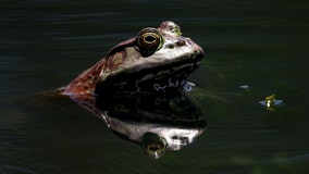 Bullfrogs for dinner? Utah wildlife officials want you to catch – and eat – this invasive species