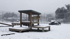 Watch: Lion, tiger react to snow in California
