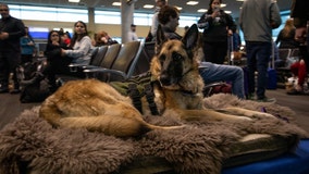 Watch: Service dog that inspired PAWS Act for veterans honored on her final flight