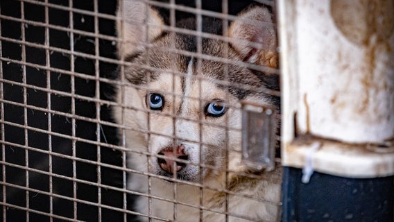 Humane Society rescues 56 animals from overcrowded conditions in Morrison County