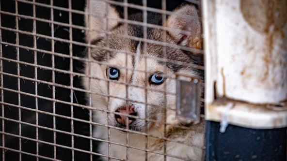 Humane Society rescues 56 animals from overcrowded conditions in Morrison County