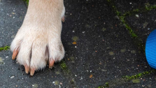 Minnesota dog tests positive for rabies