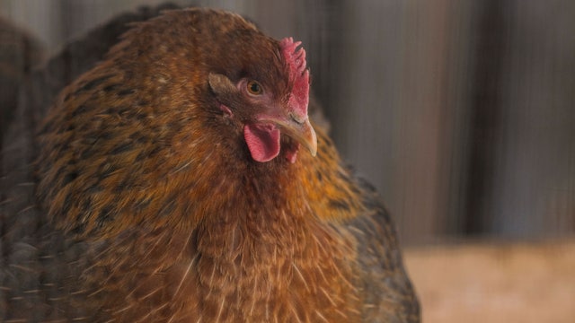 Bird flu kills 11-year-old girl in Cambodia