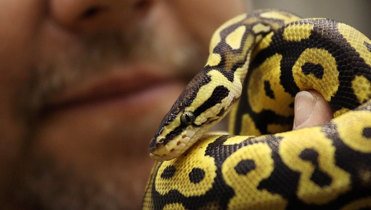 Snake breeder Ken Gubersky of Canada hol