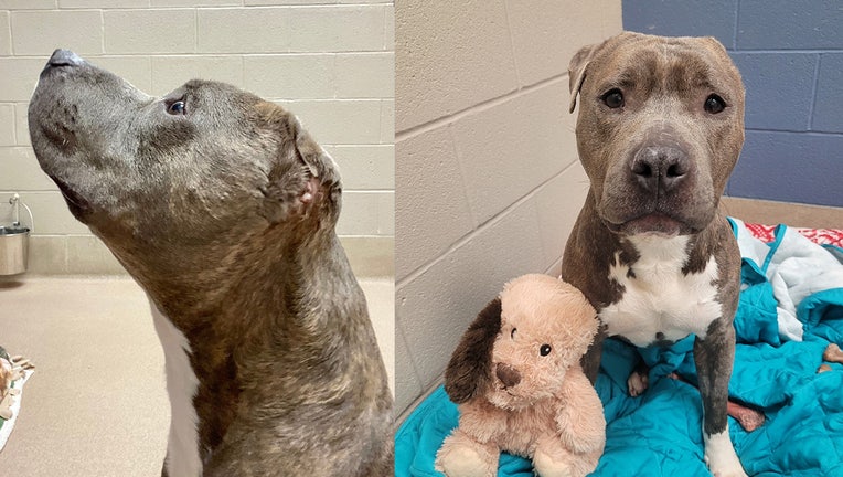 A best friend just like him': One-eared shelter dog tears ear off his  favorite stuffed toy