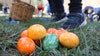 Easter egg hunts, brunches, and more in Minnesota